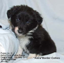 Slate and white Female, medium  coat, border collie puppy